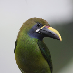 Emerald Toucanet